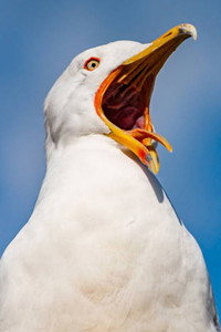 Mouette