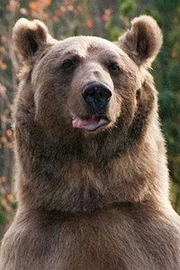 медведь Стёпа