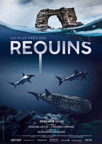 Tiburones de cerca