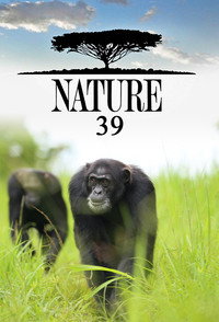Temporada 39