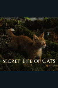 La vida secreta de los gatos