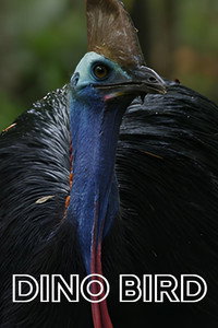El Pajaro Dinosaurio