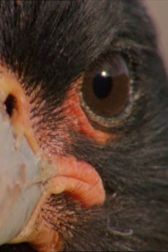 Falklands: Flying Devils