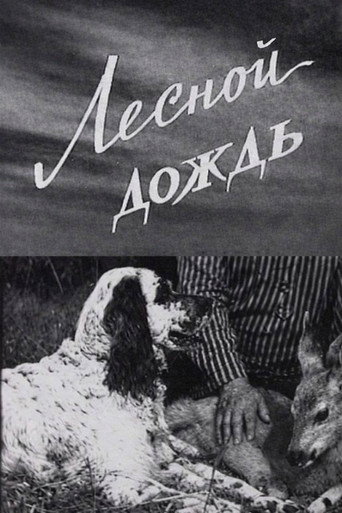 Лесной дождь